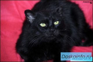 Роскошная черная кошка Бекки