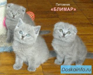 Вислоухие котята   (доставка по Москве)