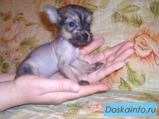 Продаются щенки китайской хохлатой