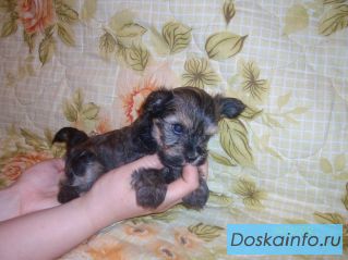 Продается щенок йорка