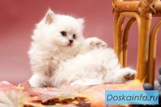 Голубоглазый длинношерстный британский котик.
