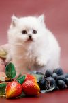 Уменьшенная картинка