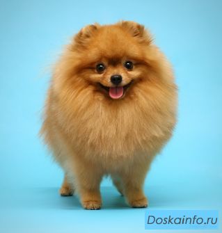Продажа щенков шпица.