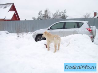 Продам щенков алабая (Новогиреево)