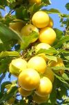 Плодово-ягодные культуры и декоративные растения