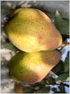 Уменьшенная картинка