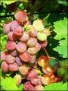Уменьшенная картинка