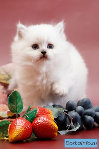 Британский длинношерстный котик.