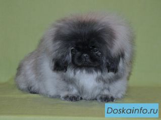 Продаются щенки пекинеса
