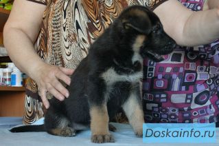 Щенки восточноевропейской овчарки