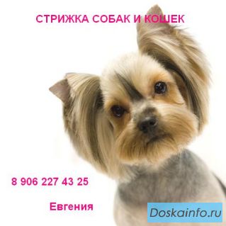 Стрижка собак и кошек на дому