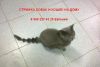 Уменьшенная картинка