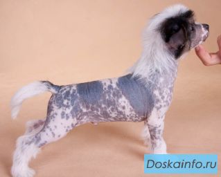 Китайская хохлатая собака