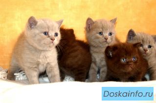 Продаются британские котята шоколадные, лиловые
