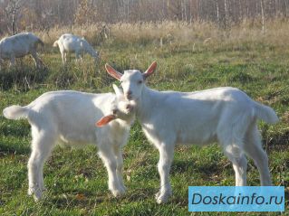 Продаются на племя породистые  Зааненские  Козлята возраст от 3 мес.  и  младше.