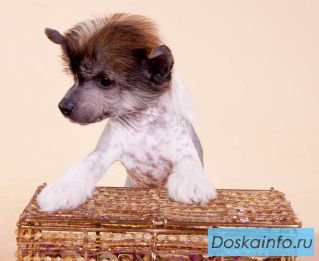 Щенки китайской хохлатой собаки