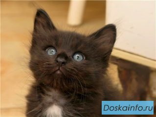 Необыкновенные котята в дар