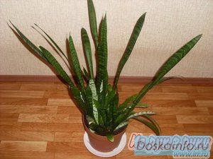 Продам комнатные растения недорого