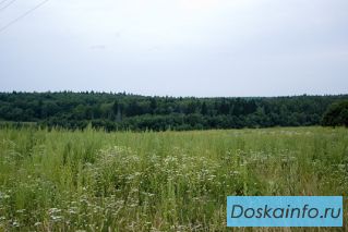 Земля на опушке леса для дачного строительства по Новорижскому шоссе.