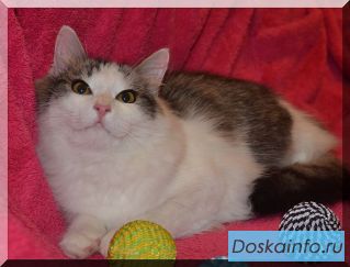 Котенок в дар.Маленькая принцесса в надежде на счастье