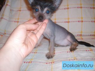  щенки китайской хохлатой