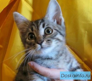 В дар котятки, 3 мес.