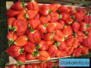 Продаем Сербскую клубнику