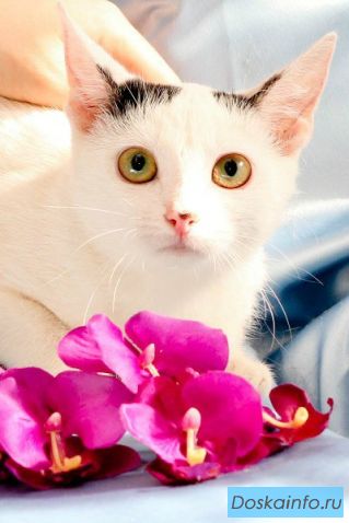 Миниатюрная малышка Котя в дар!  