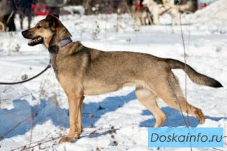 Очаровательная Клёпка в добрые руки!  