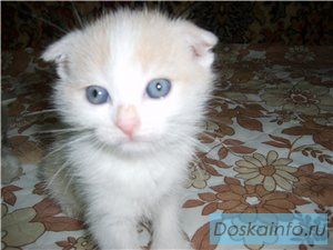 Вислоухий котик и британские кошечки