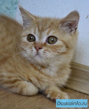 Британские котята срочно, недорого 