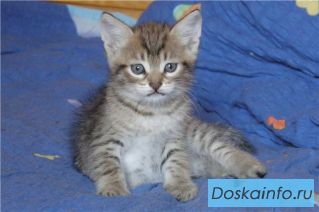 Крошки на ладошке  в дар!  