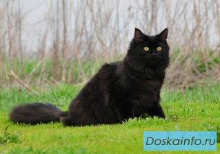 Ласковая кошечка Кими