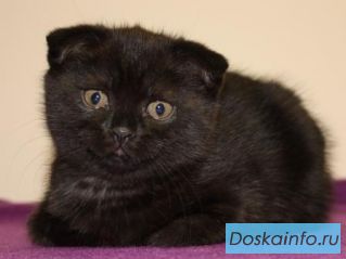 Шотландская вислоухая кошечка