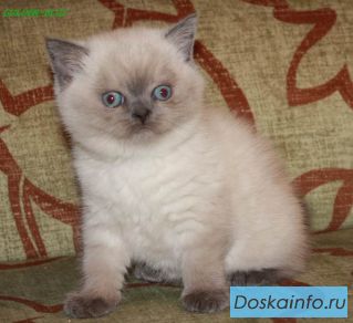 Шотландские котята