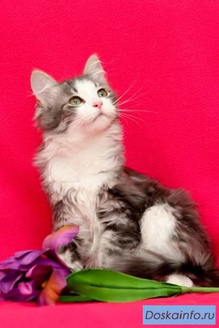 Котенок Маргоша в дар!  