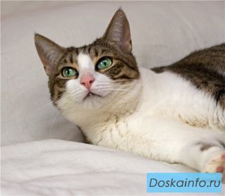 Молодая киса Алиса в дар!  