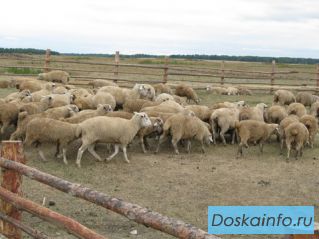 Готовый бизнес - фермерское хозяйство