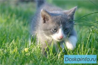 Чудесные котята в добрые руки!  