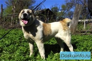 Шикарная Алабайка Сильва в дар!  