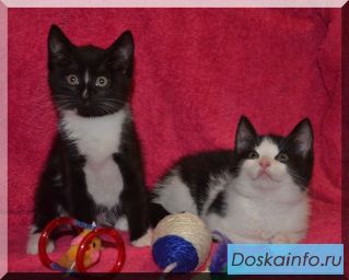 Котята в дар.Девочка и девочка, ласковые Мурлыки