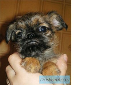 Щенки брюссельского гриффона