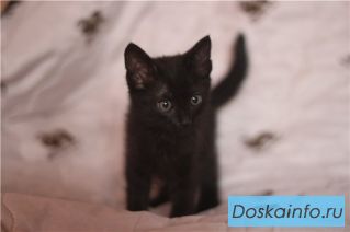 Котенок Ричард в добрые руки!  