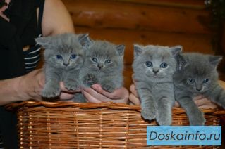 Котята, британская порода