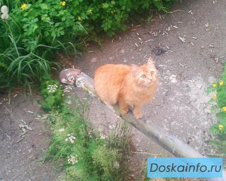 Потерялась кошка!