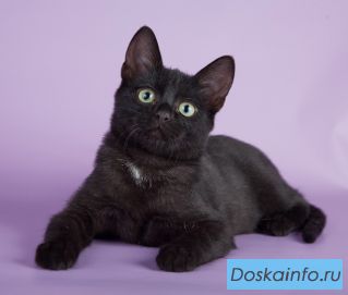 Кот Малевича в добрые руки! 4 мес  