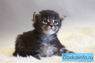 Котенок Мейн-кун, черный мраморный