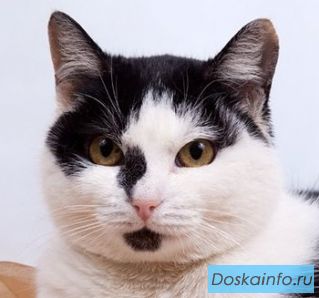 Кошка Руна в добрые руки