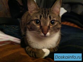 Потерялся кот!