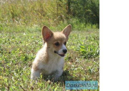 Вельш корги пемброк щенки
